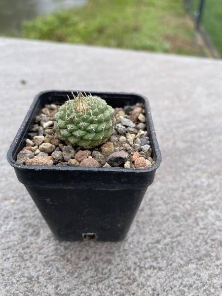 Strombocactus disciformis